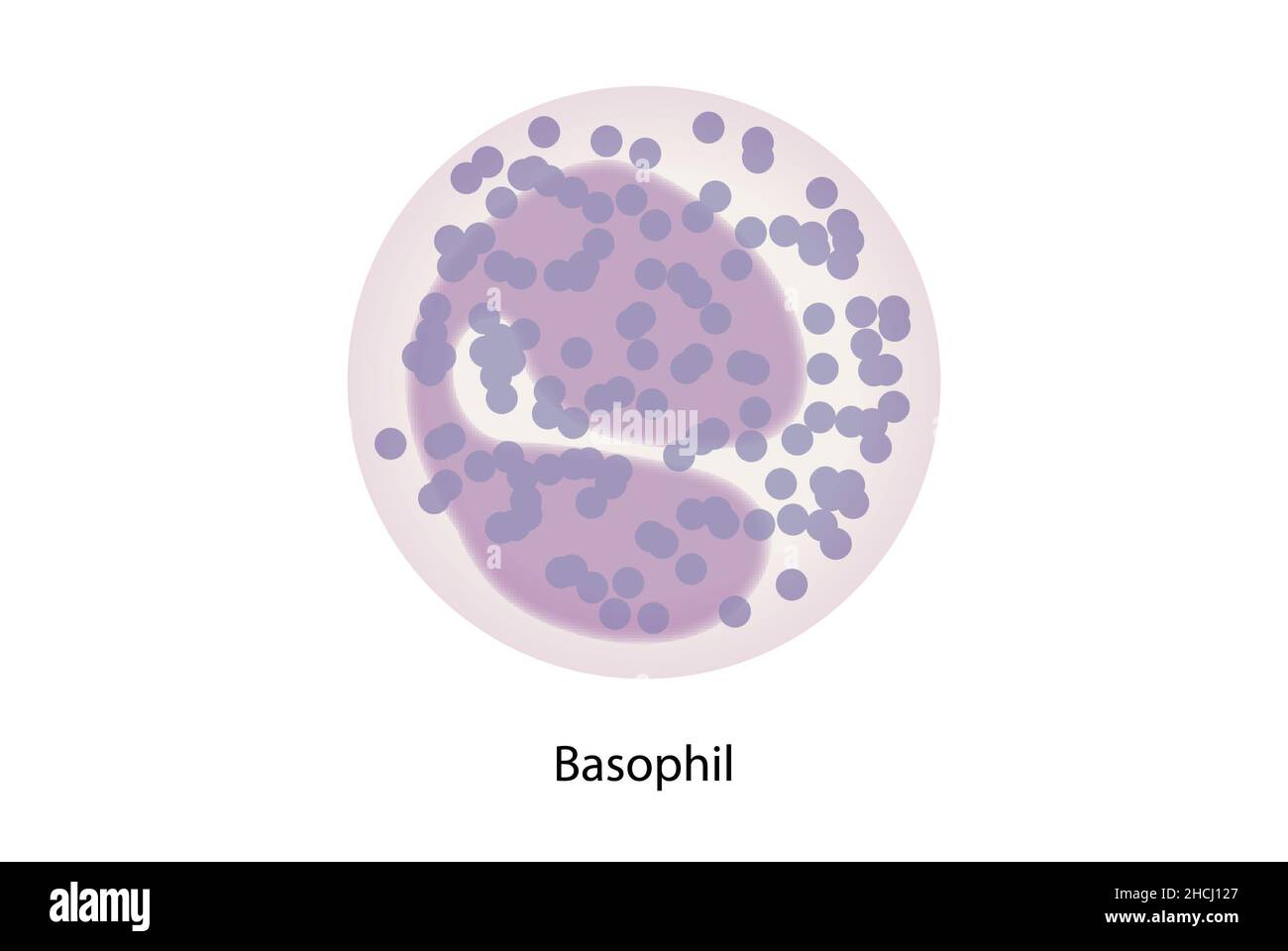 Basophil, white blood cells, blood smear, histology. Stock Photo