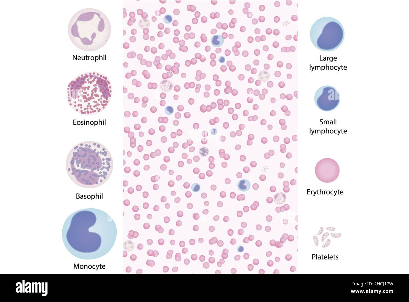 Illustration of the blood smear showing most all of the cells, including basophills. Stock Photo