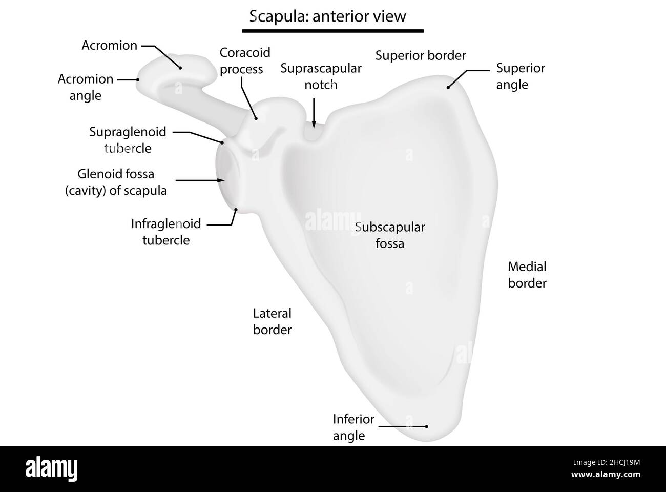 scapula, anterior view, human anatomy Stock Photo