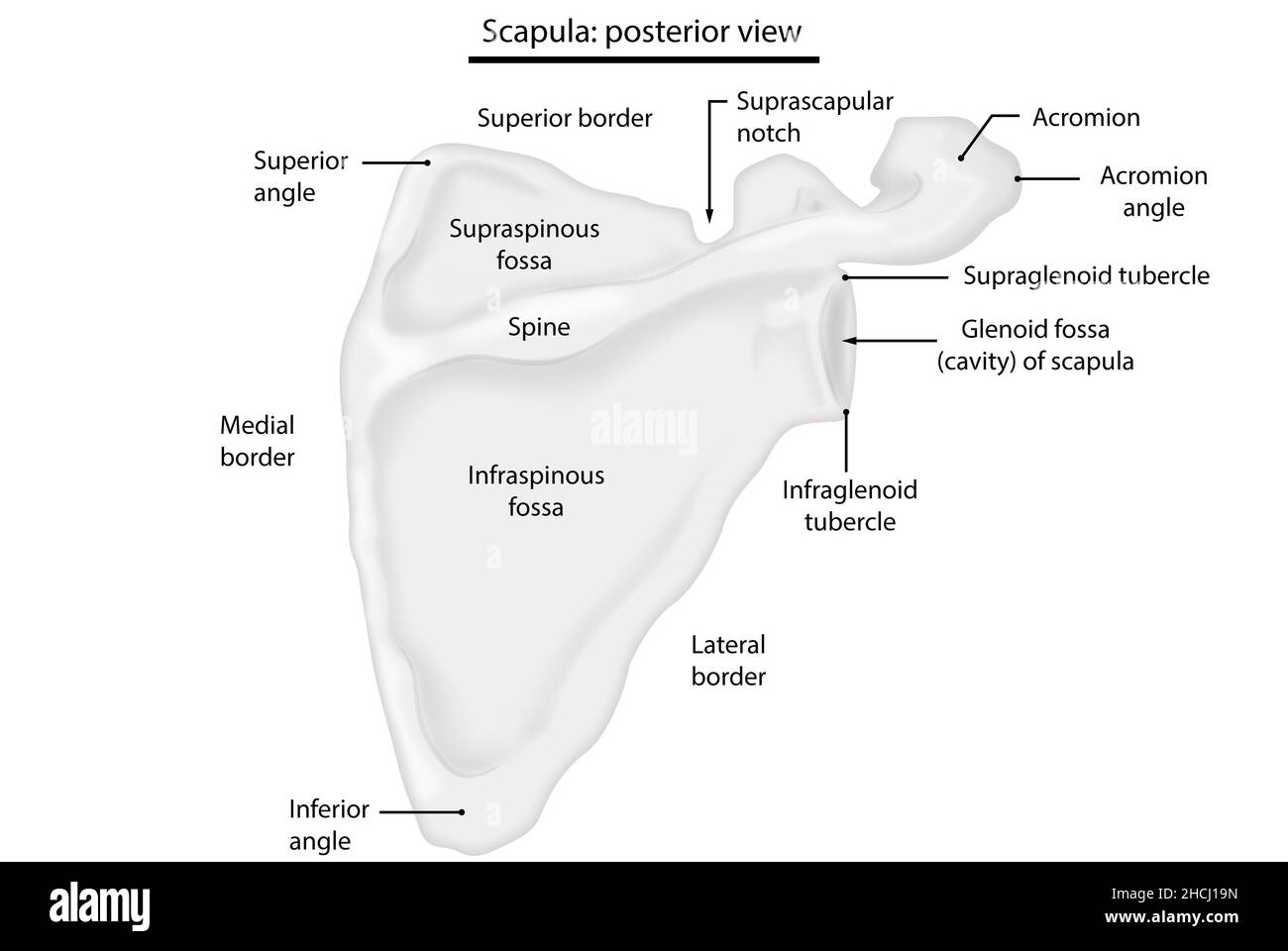 Scapula, posterior view, human anatomy Stock Photo