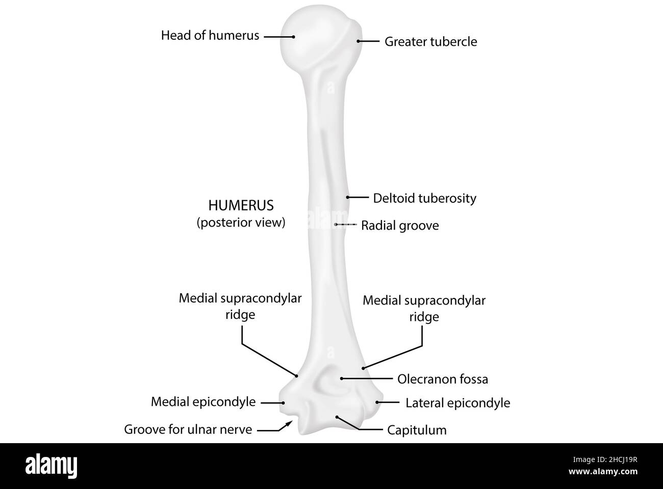 Humerus, posterior view, human anatomy Stock Photo