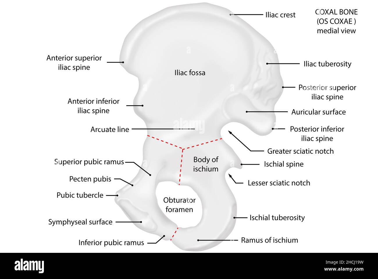 Os coxae, coxal bone, medial view, anatomy Stock Photo