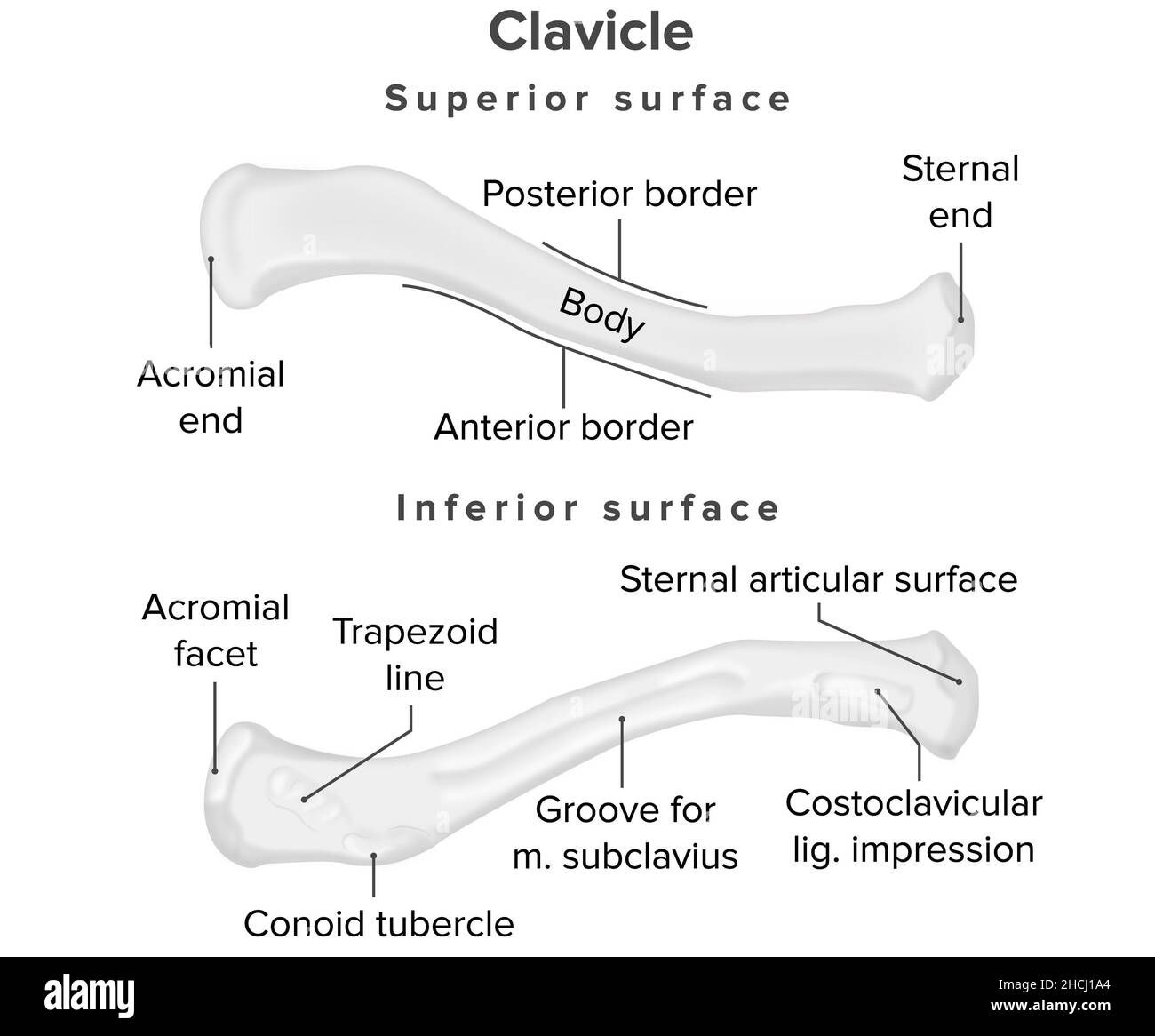 Clavicle, superior surface, human  anatomy Stock Photo