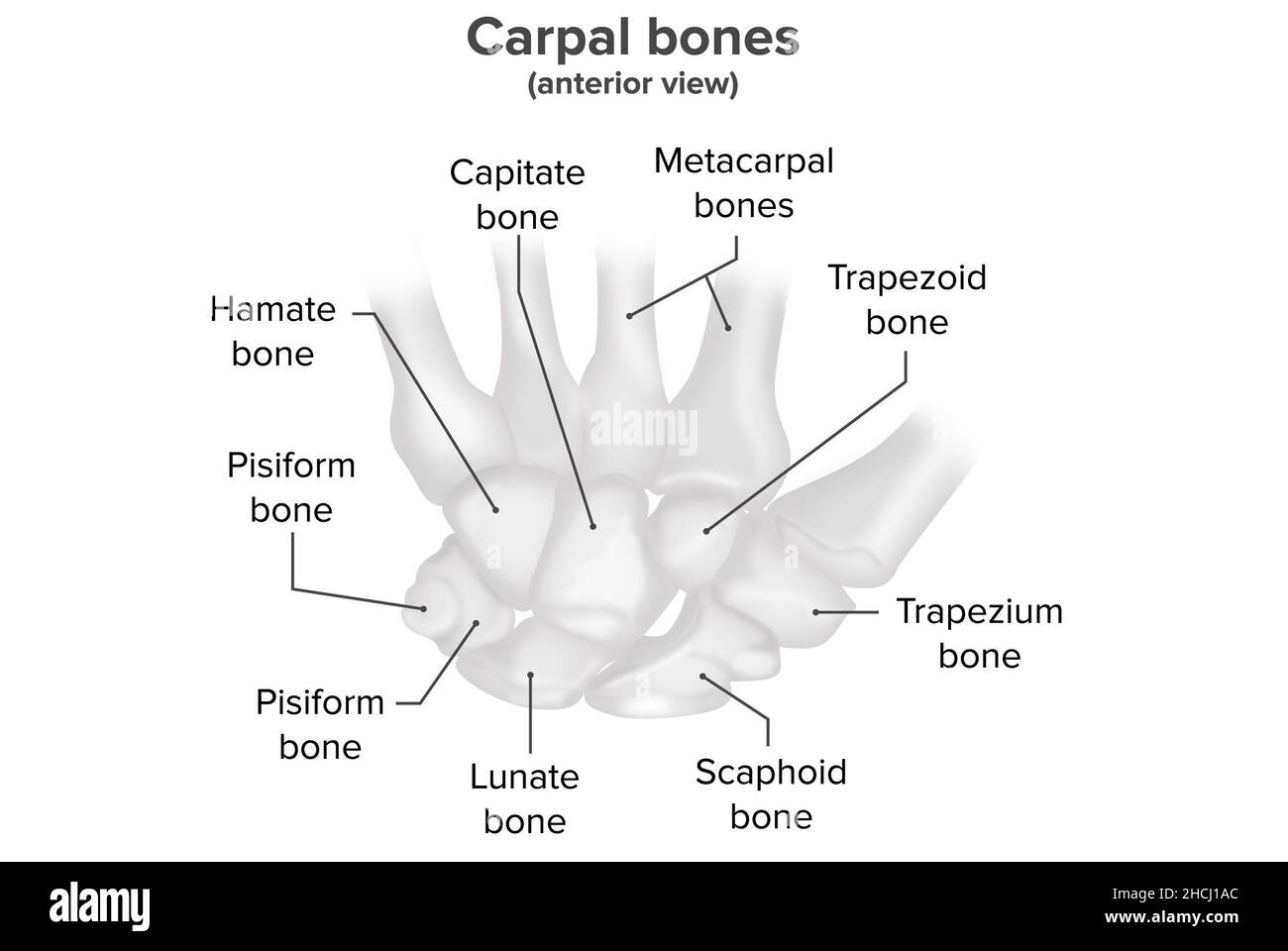 Carpal Bones Anterior View Anatomy Stock Photo Alamy