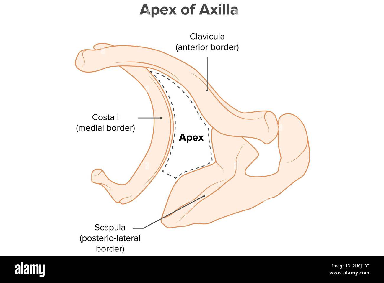 Apex of axilla superior view anatomy, borders of apex of axilla Stock ...