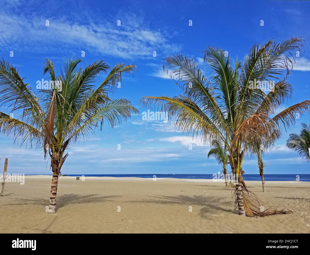 Palms trees trunks hires stock photography and images Alamy