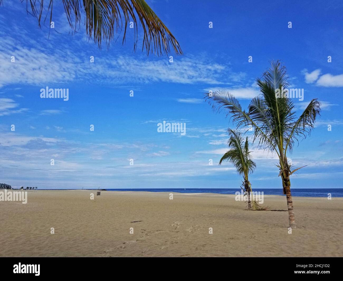 A number of palm trees planted in the beach sand of Point Pleasant, New