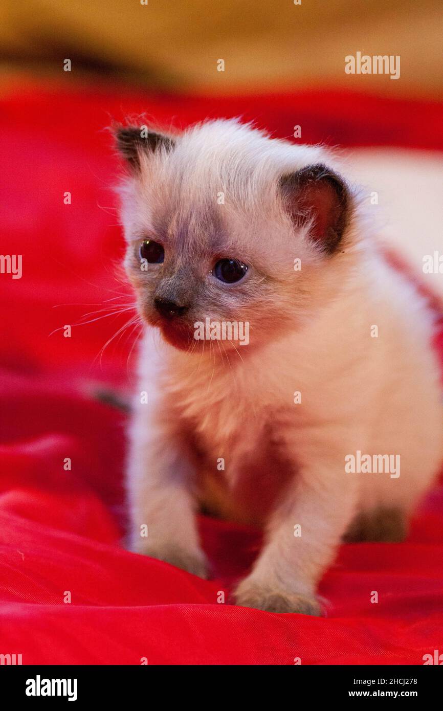 Cat Tiffs Journey To Motherhood When Is Cat Tiffs Baby Due What To Expect - 0b7c9i6