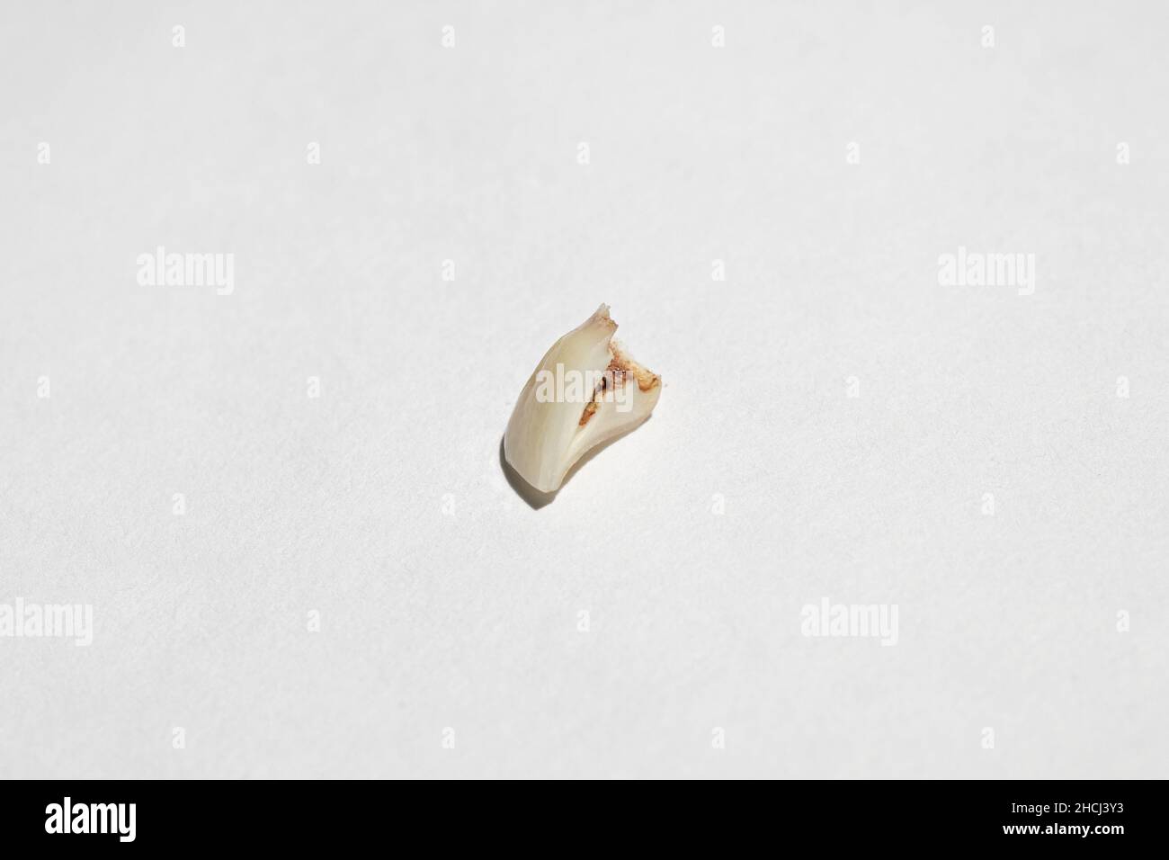 Torn out canine tooth with blood stains in upper root part in center on white background. First teeth changing. Going to dentist to do tooth treatment Stock Photo