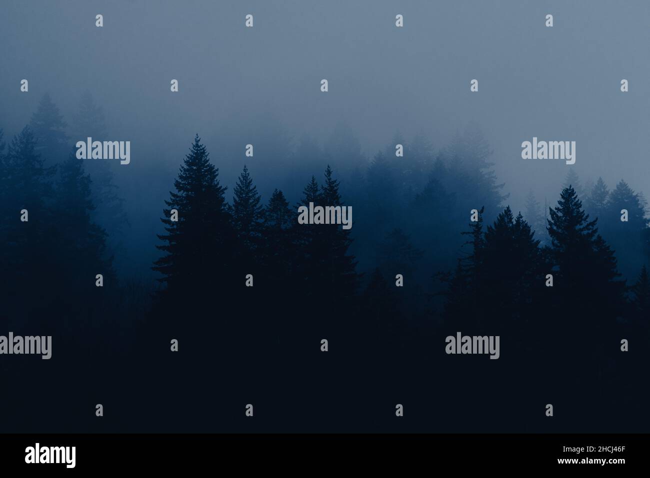 Mysterious forest trees at night blue hour shrouded in fog Stock Photo ...