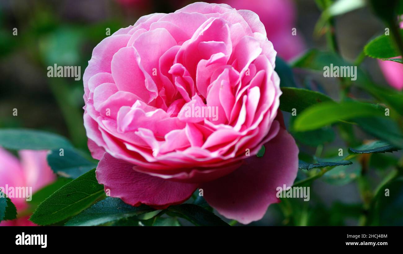 Pink rose flower on background blurry pink roses flower in the garden ...