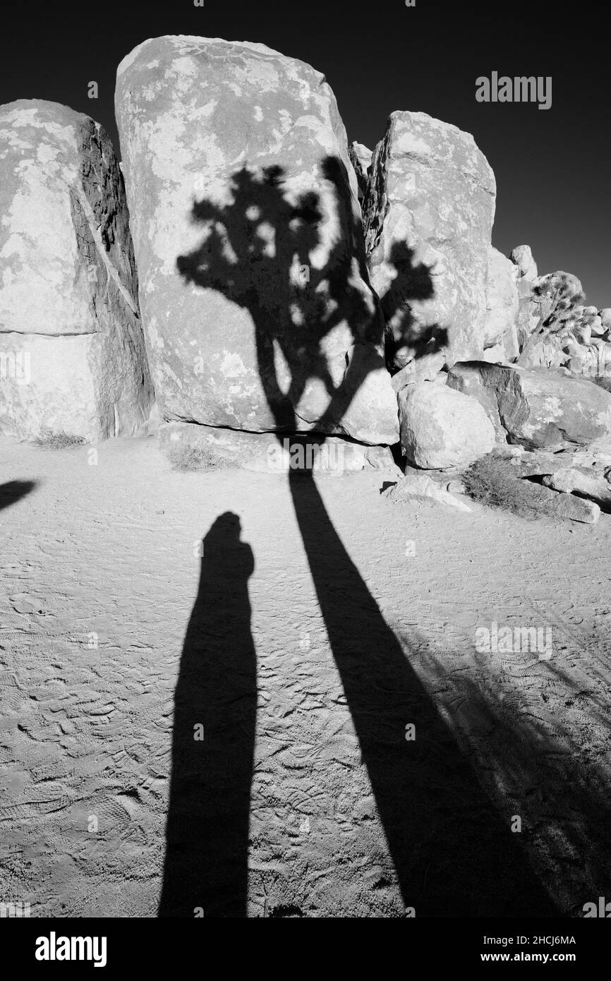 Joshua Tree or Yucca brevifolia, hot desert climate, Joshua Tree National Park,California, USA. Stock Photo