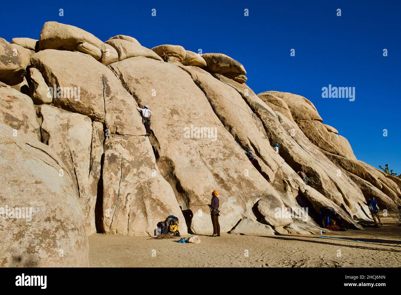 Rock climbers climbing a rock face at Joshua Tree National Park, home of Yucca brevifolia or Joshua trees, California, USA. Stock Photo