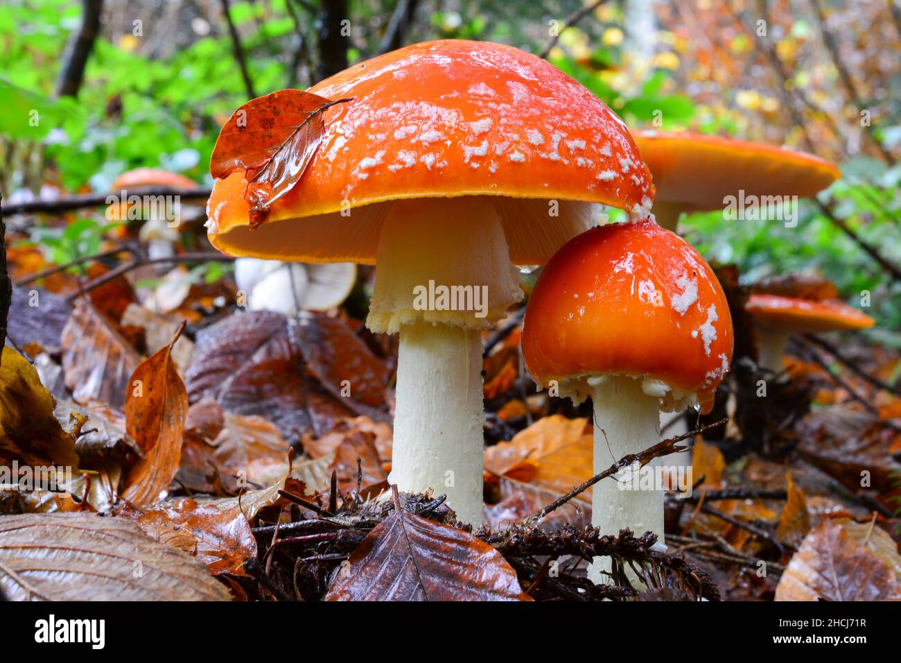 Pair of well developed Amanita muscaria or Fly agaric mushrooms in foreground, and a few of them in background, white spots mostly washed away by the Stock Photo