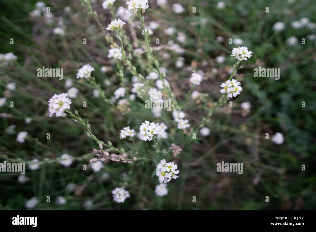 Hoary alyssum hi-res stock photography and images - Alamy