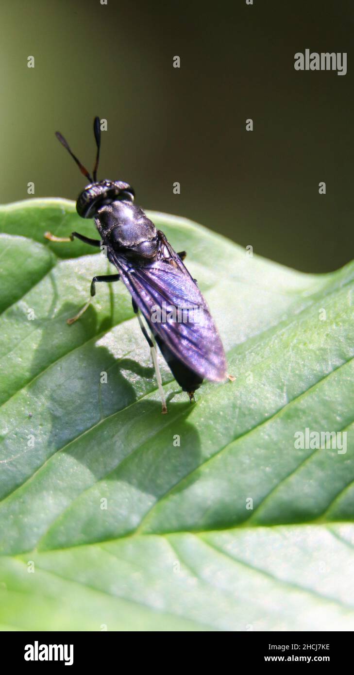 macro shot of a black soldier fly Stock Photo