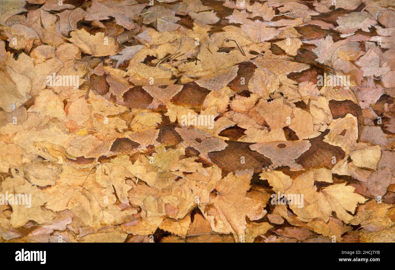 Copperhead Snake on Dead Leaves, study for book Concealing Coloration