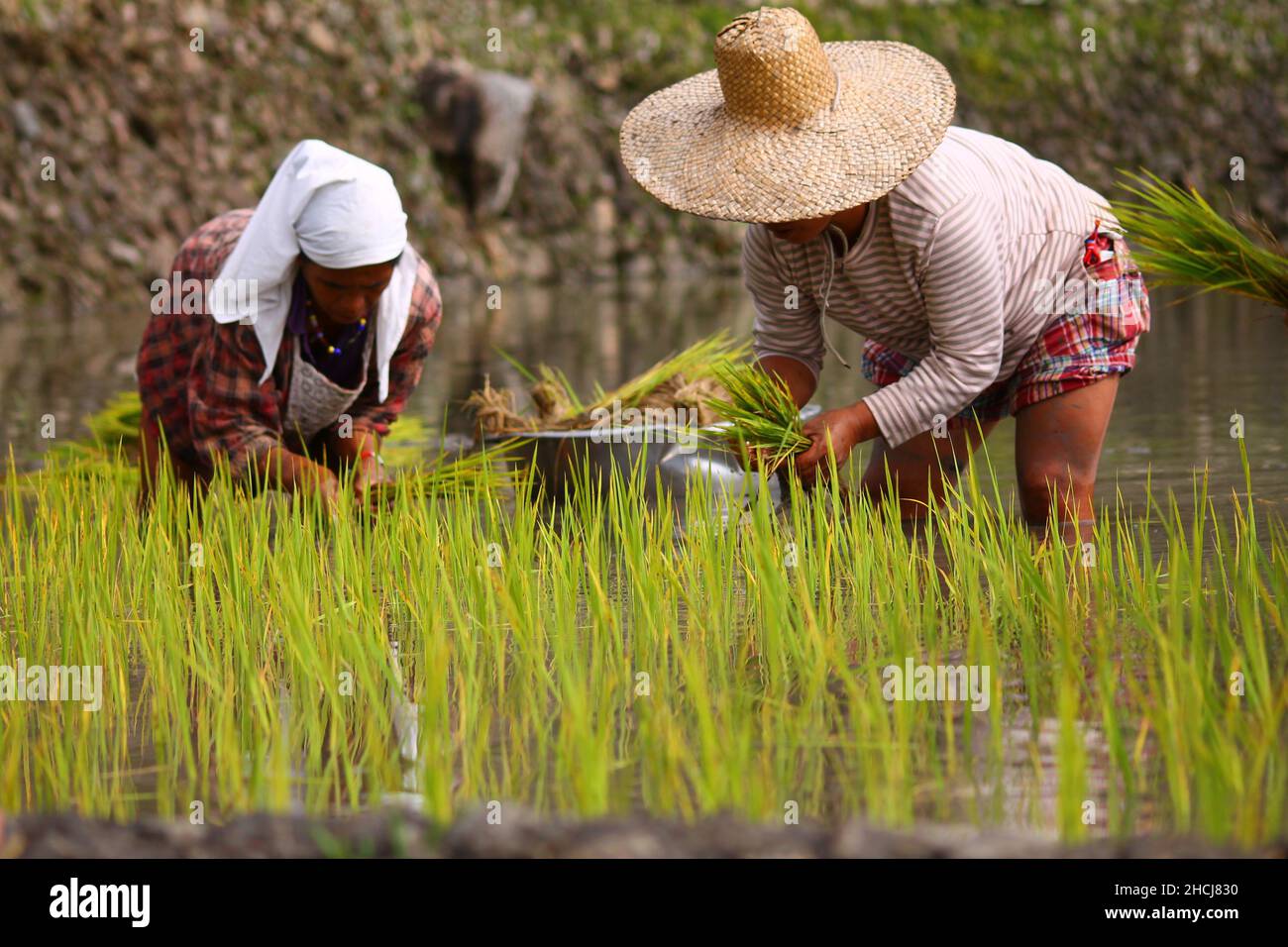 Filipino women planting rice by hand in a terrace in Tinglayan, the Philippines Stock Photo