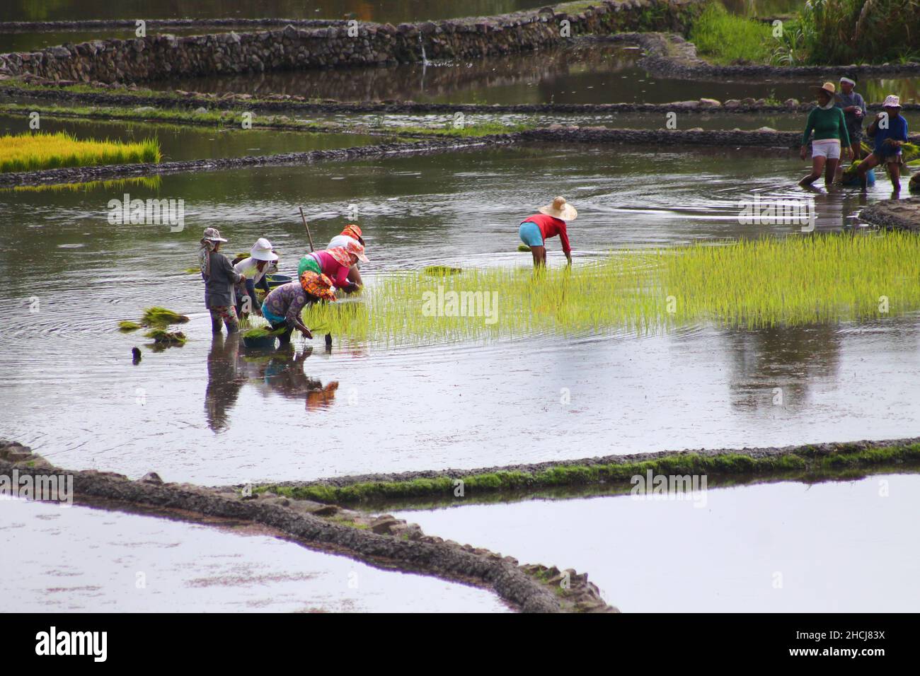 Filipinos planting rice by hand in the terraces in Kalinga Province, the Philippines Stock Photo