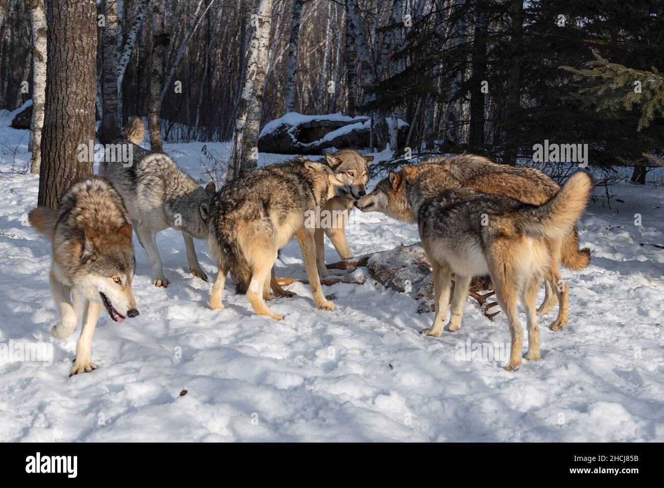 Grey Wolf Pack (Canis lupus) Gather Together Sniffing and Posturing Around Body of White-tail Deer Winter - captive animals Stock Photo