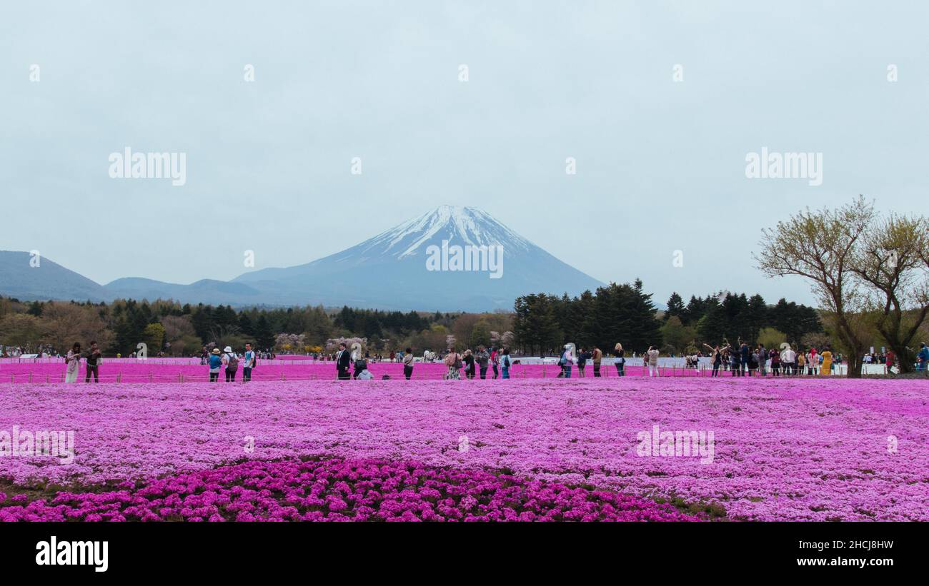 Fuji Shibazakura Festival in Five Lake Stock Photo