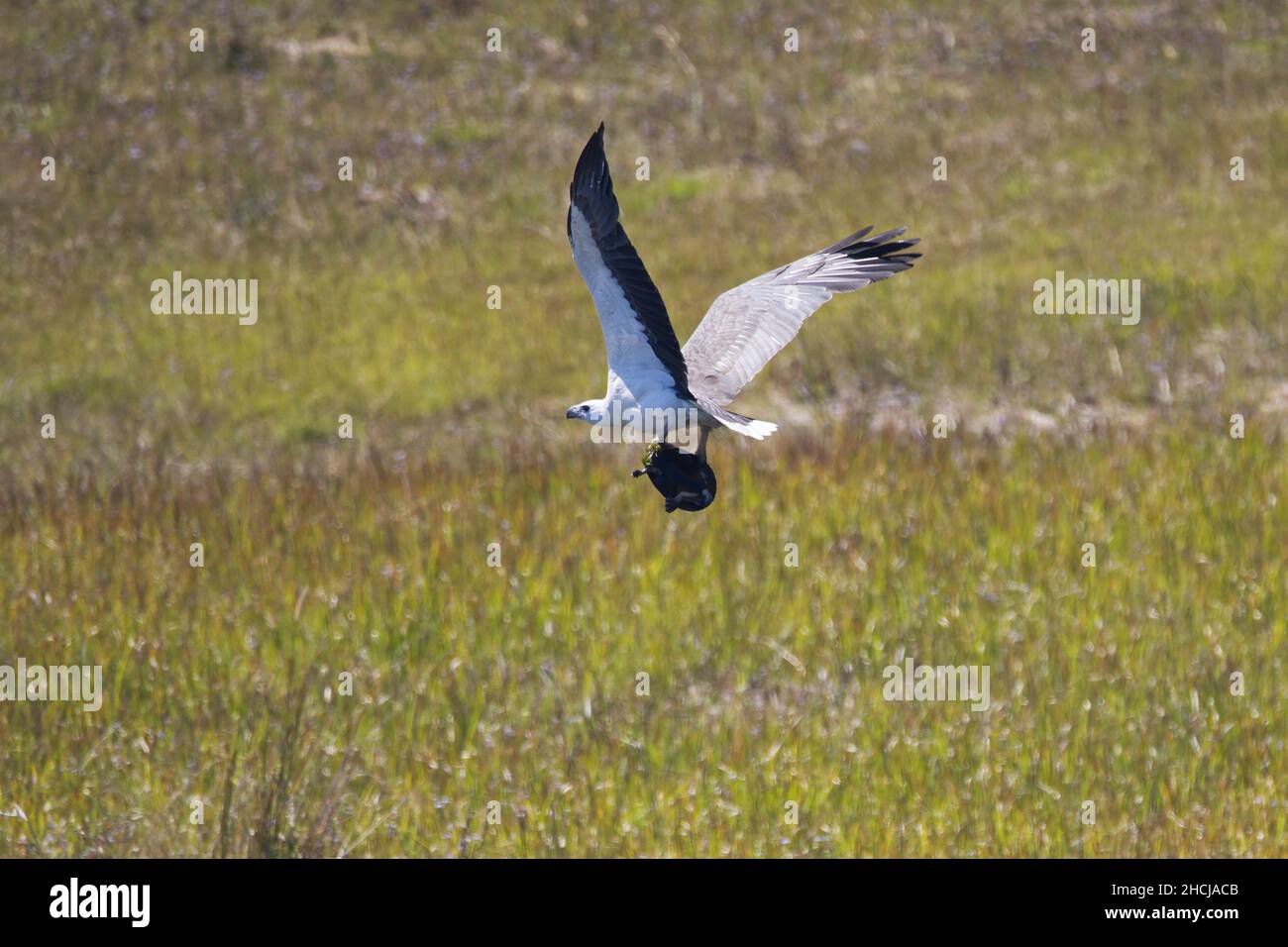 White bellied Sea Eagle flying away with a freshwater Snake-necked Turtle in his claws. Queensland, Australia. Haliaeetus leucogaster, Chelodina longi Stock Photo
