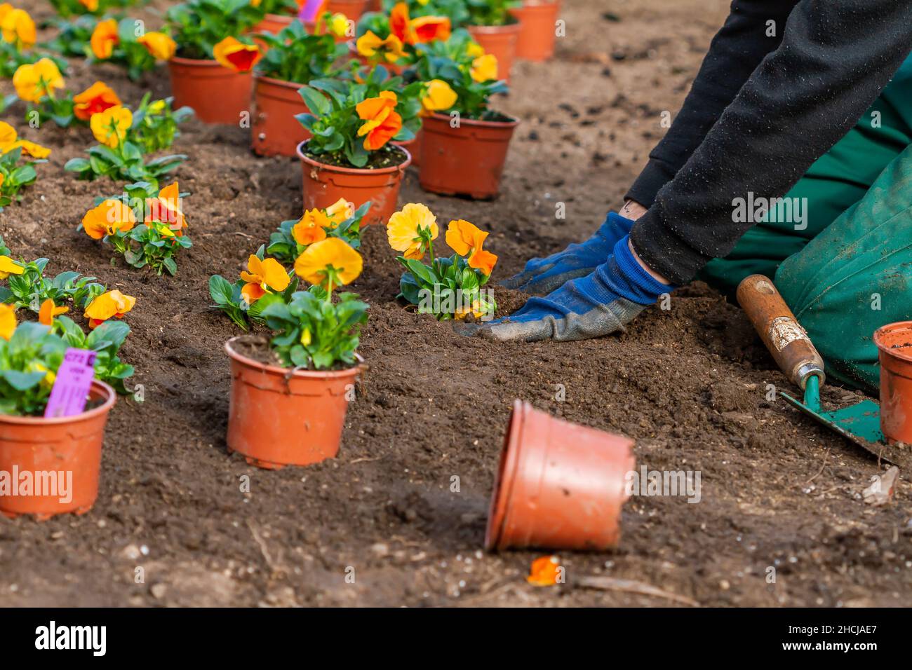 unrecognizable-man-planting-plant-in-hi-res-stock-photography-and