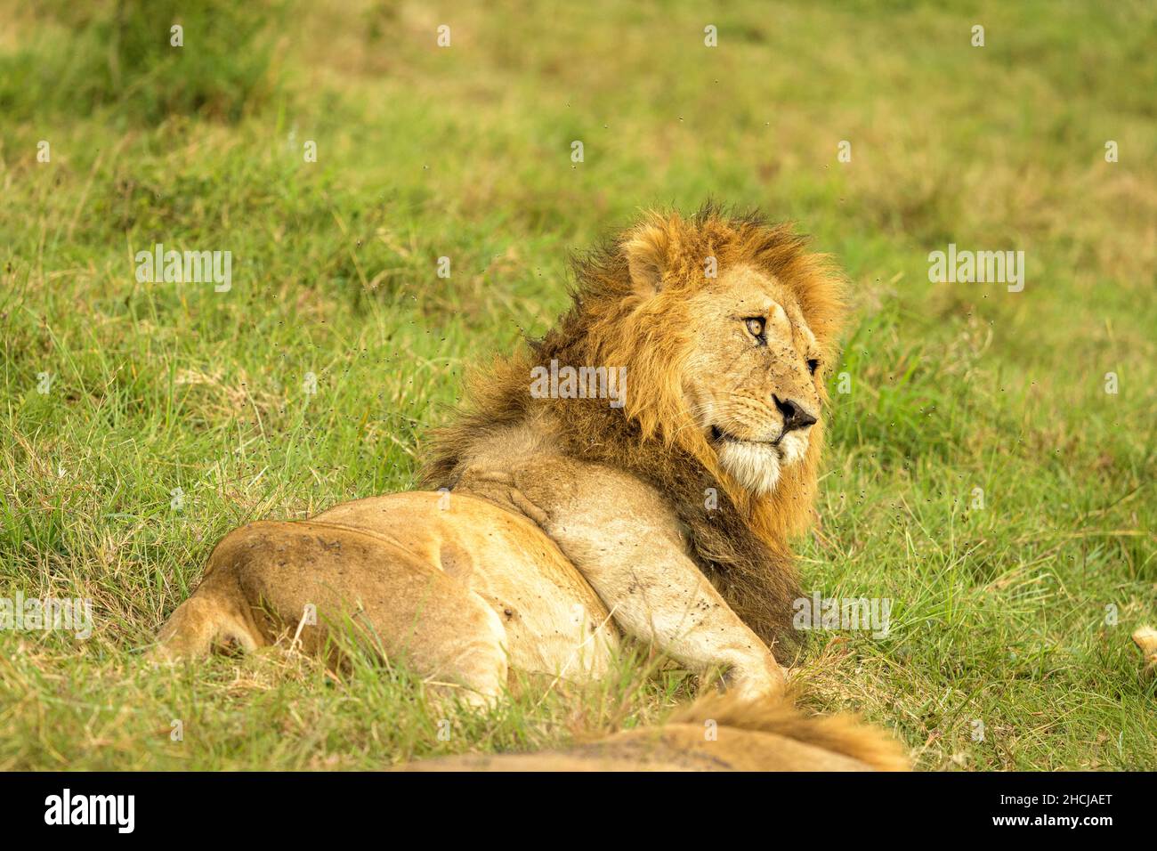 Leo moran hi-res stock photography and images - Alamy