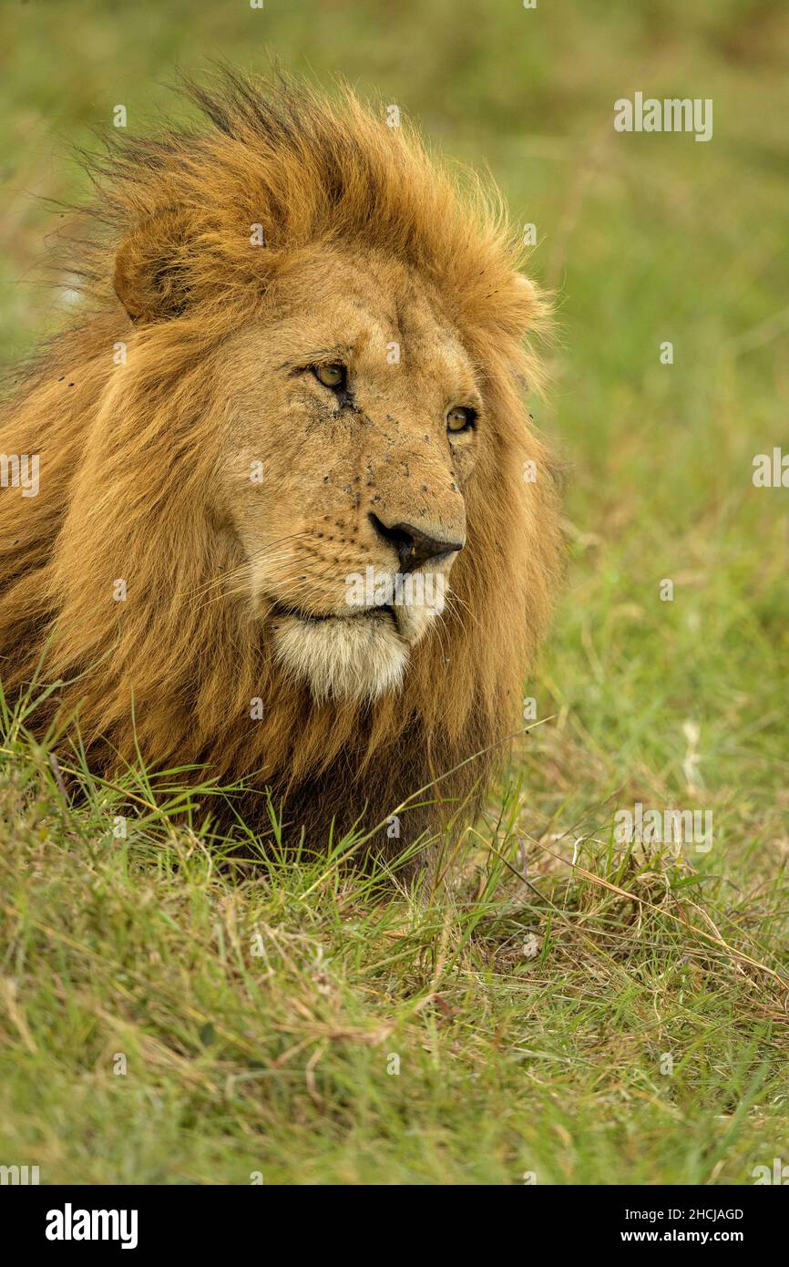 Maned lion (Panthera leo), one of the dominant males in the Marsh Pride ...