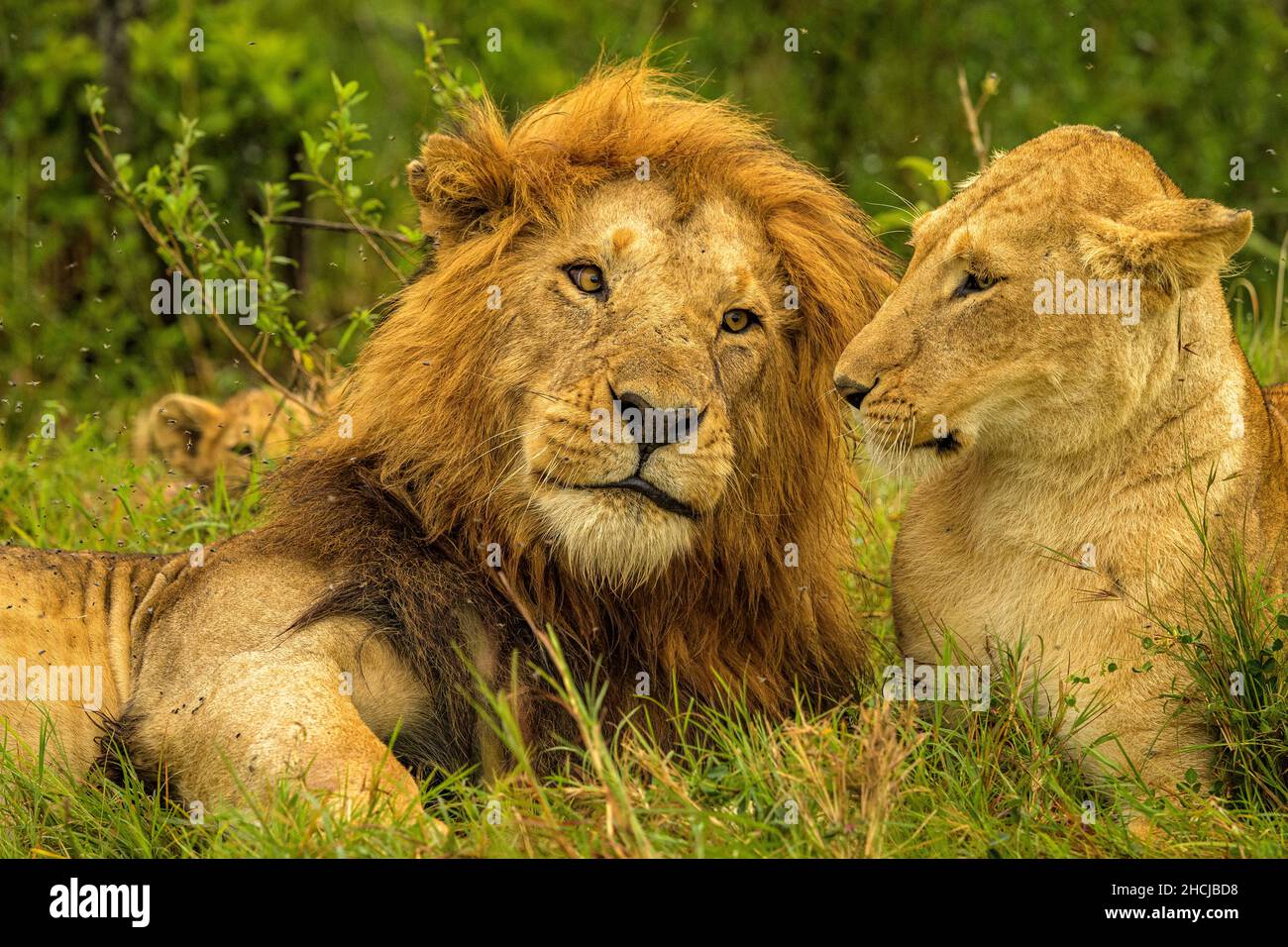 Maned African Male Lion (Panthera leo) playing and nuzzling with his ...