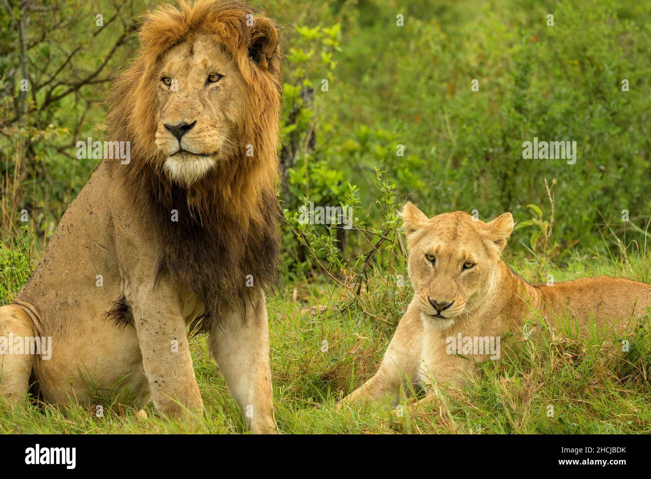 Maned African Male Lion (Panthera leo) playing and nuzzling with his ...