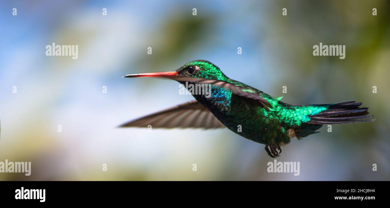 Hummingbird in flight - Glittering-bellied Emerald - (Chlorostilbon lucidus) Stock Photo