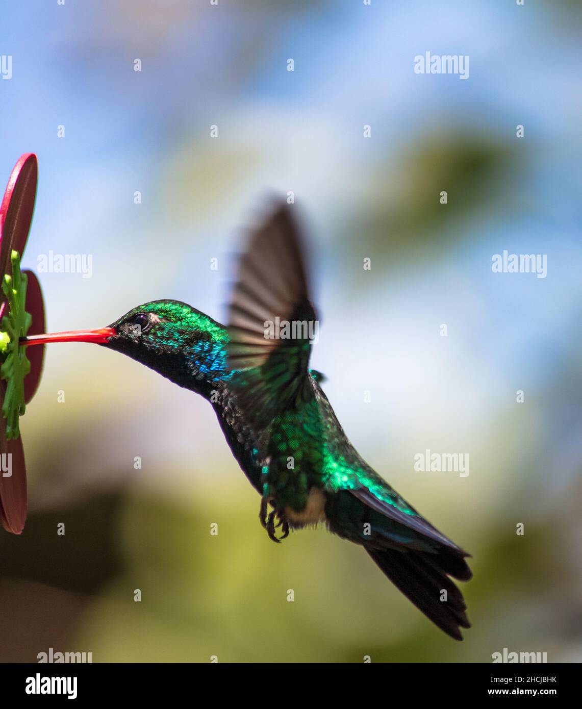 Hummingbird sucking nectar. Glittering-bellied Emerald (Chlorostilbon lucidus) Stock Photo