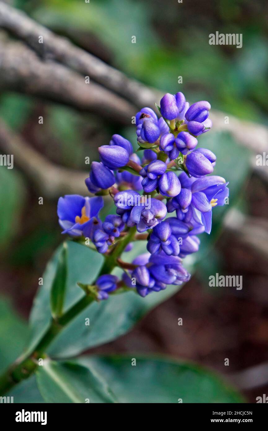 Blue ginger flowers (Dichorisandra thyrsiflora) Stock Photo