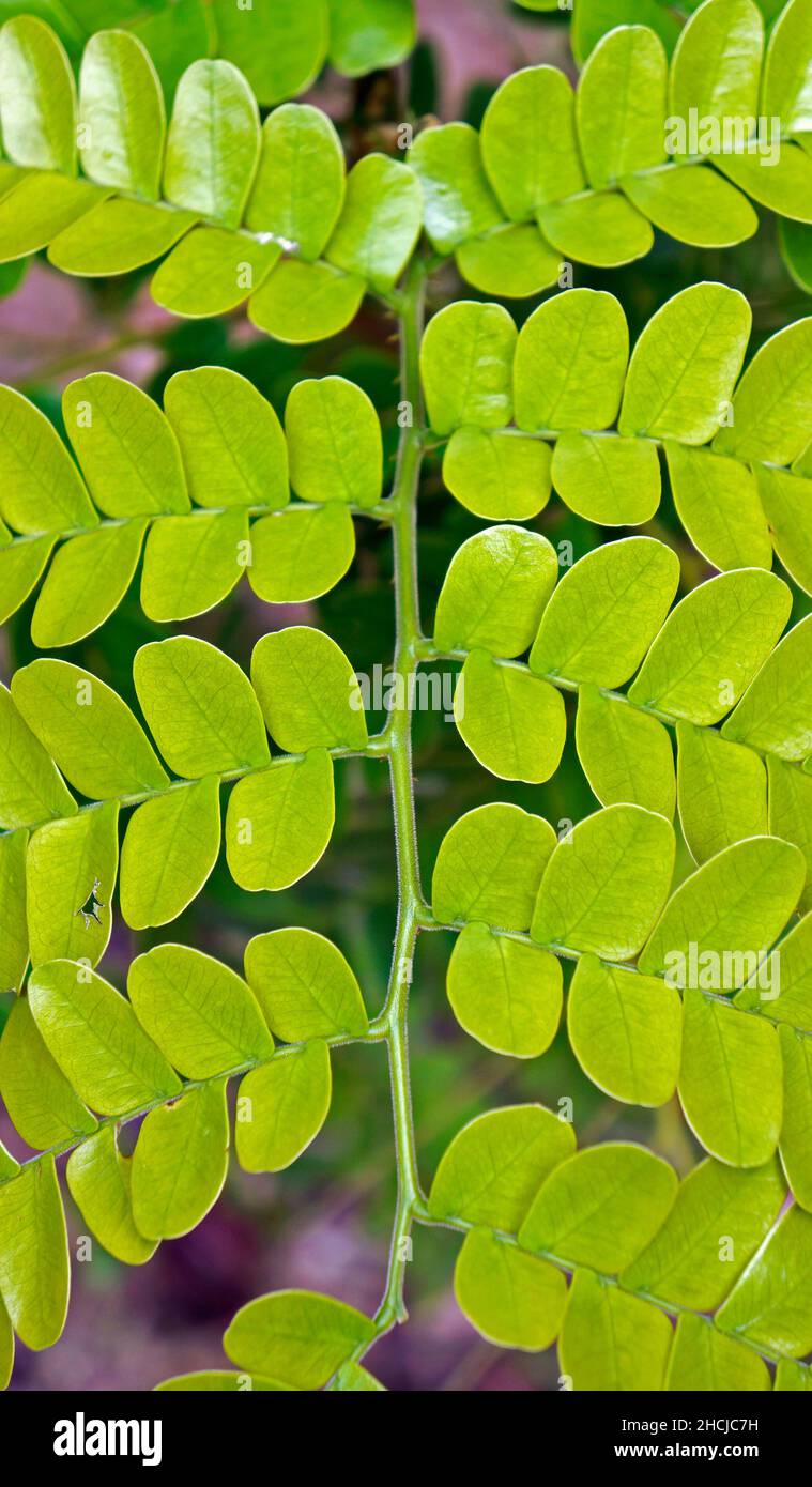 Green leaf on tropical rainforest Stock Photo - Alamy