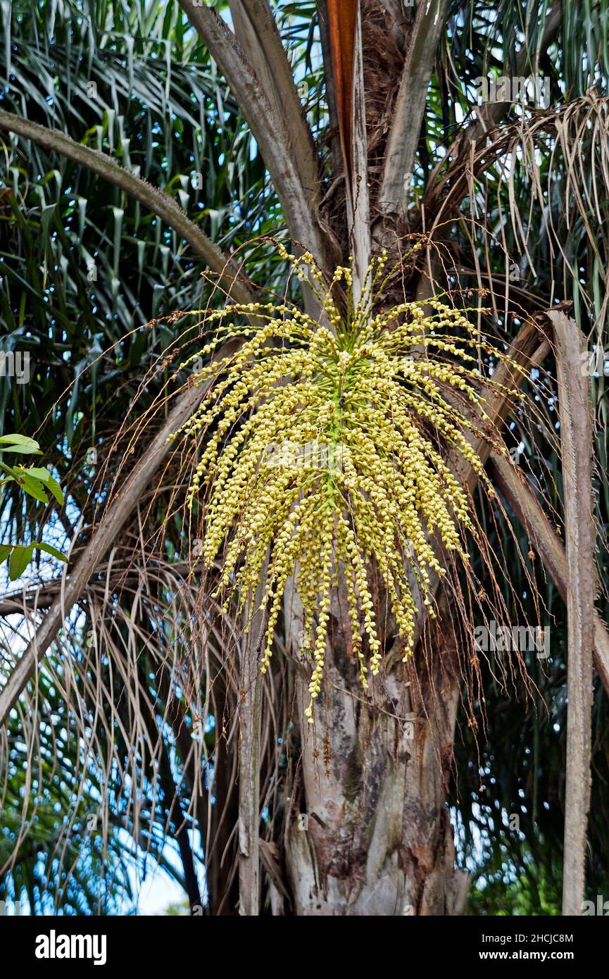 Palm tree flower buds (Syagrus romanzoffiana) Stock Photo