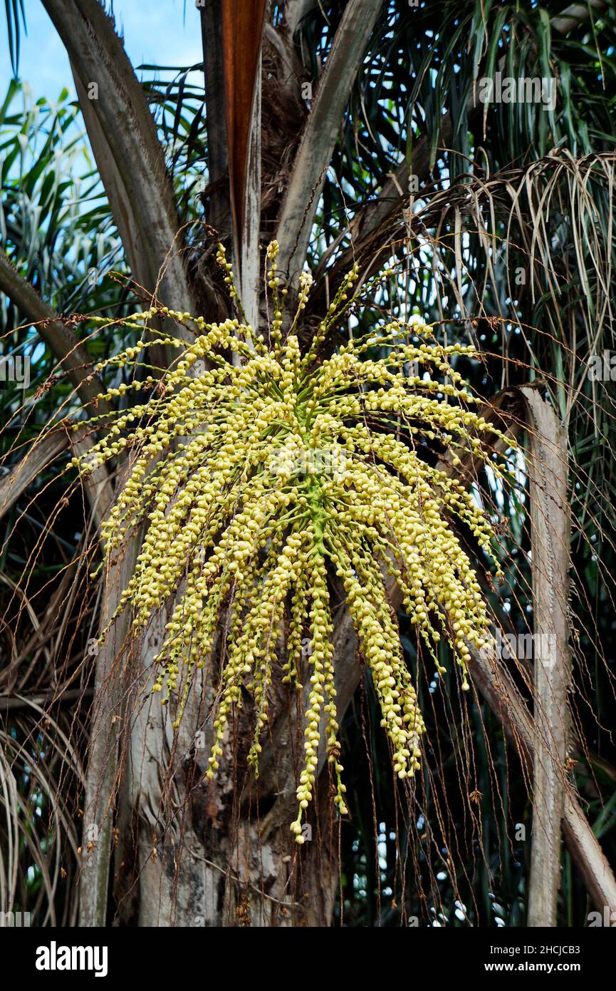 Palm tree flower buds (Syagrus romanzoffiana) Stock Photo