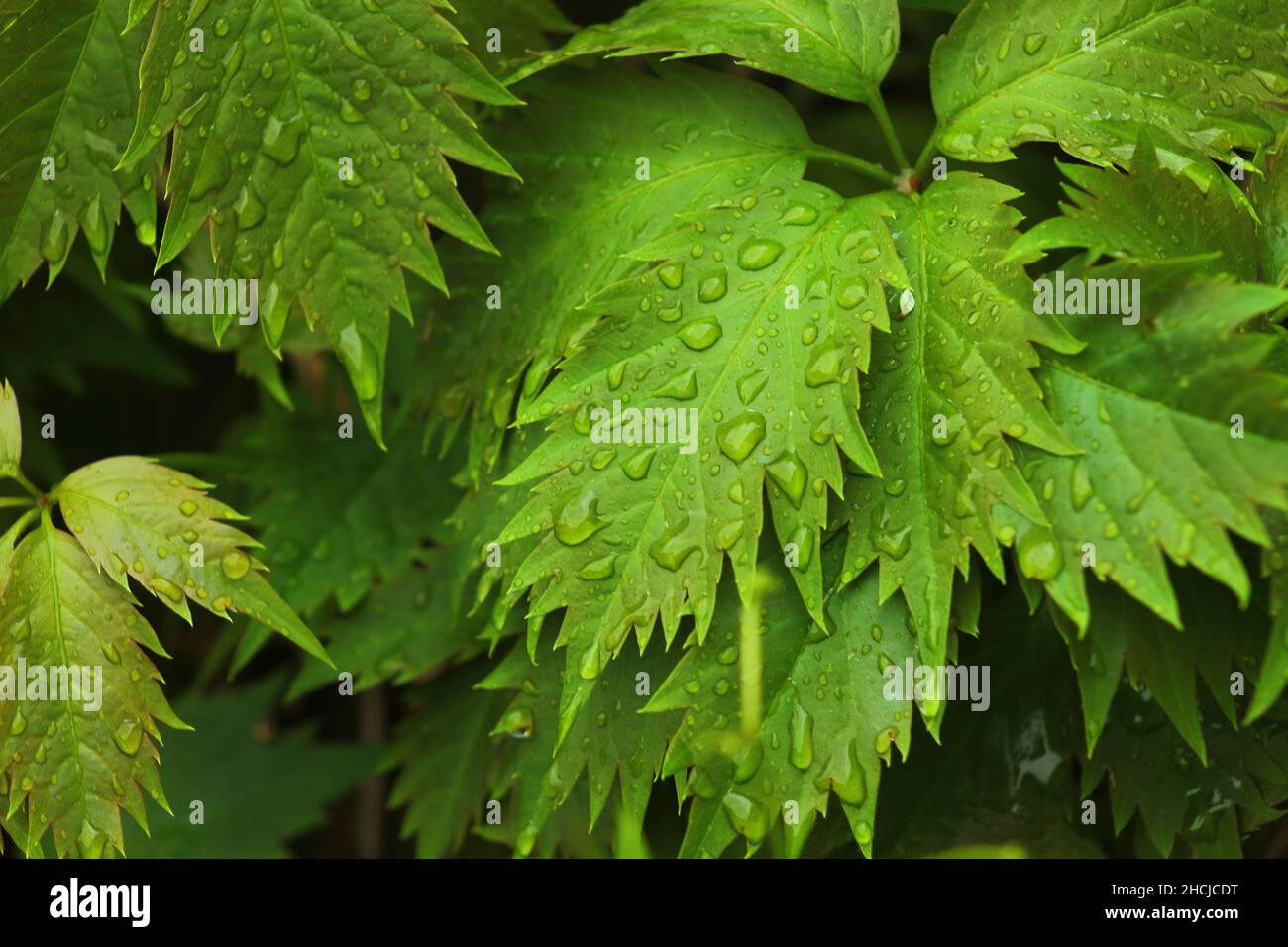 Closeup of pretty textured raindrops on the leaves after rain Stock Photo