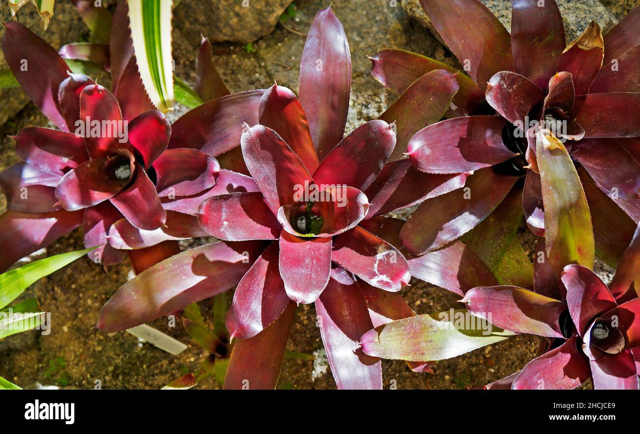 Bromeliads (Neoregelia) on tropical garden Stock Photo