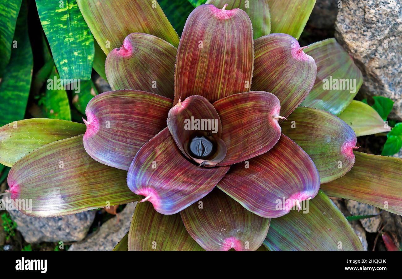 Bromeliad (Neoregelia) on tropical garden Stock Photo