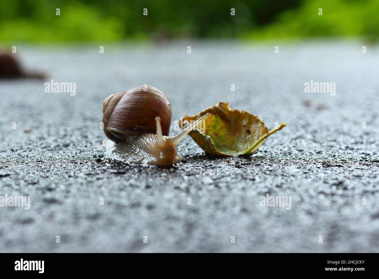 Closeup of a garden snail crawling on the wet rough stone-ground Stock ...