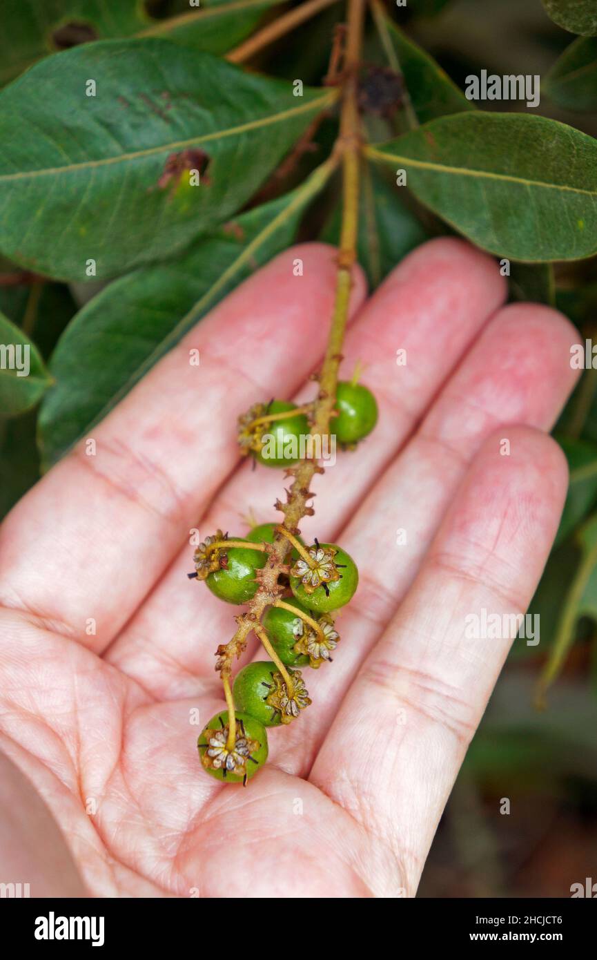 Wild green berries (Byrsonima spicata) on hand Stock Photo