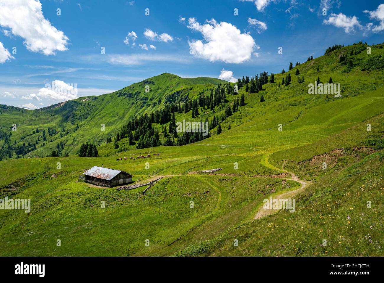 Summer alpine landscape with alpine pastures, Maria Alm, Dienten, Salzburg, Austria Stock Photo