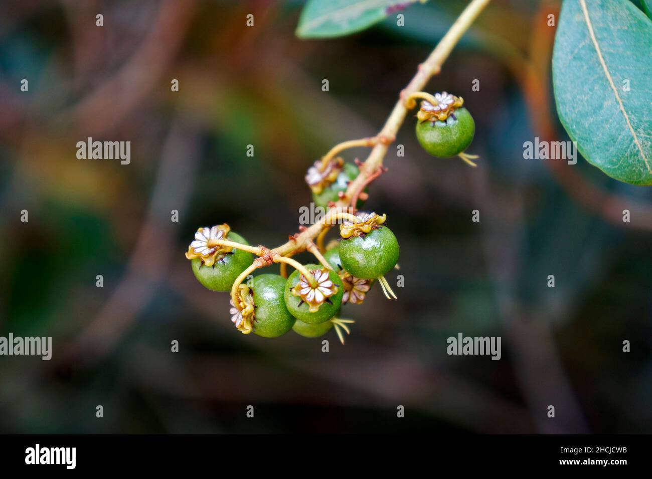 Wild green berries (Byrsonima spicata) Stock Photo