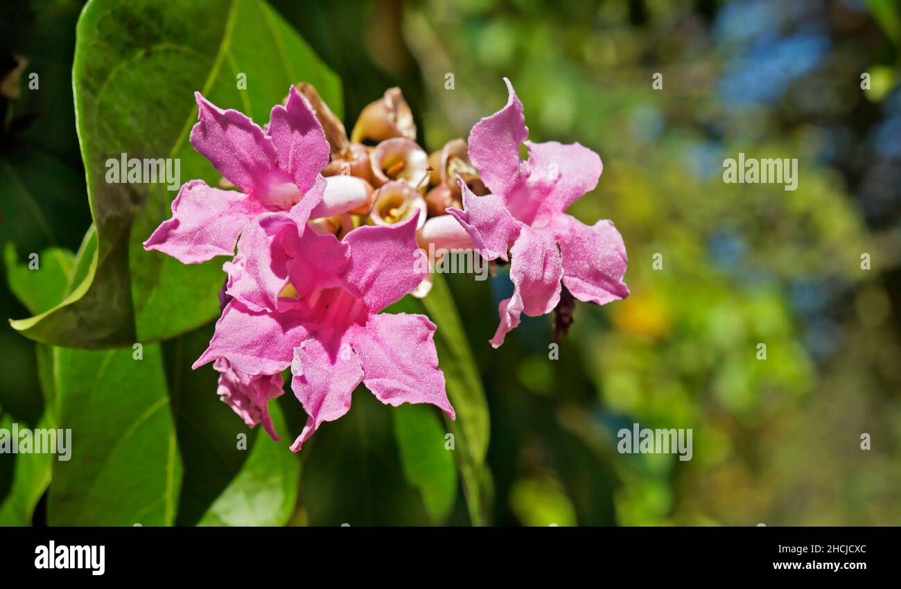 Garlic vine flowers (Mansoa alliacea) Stock Photo