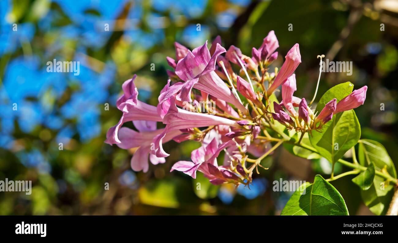Garlic vine flowers (Mansoa alliacea) Stock Photo