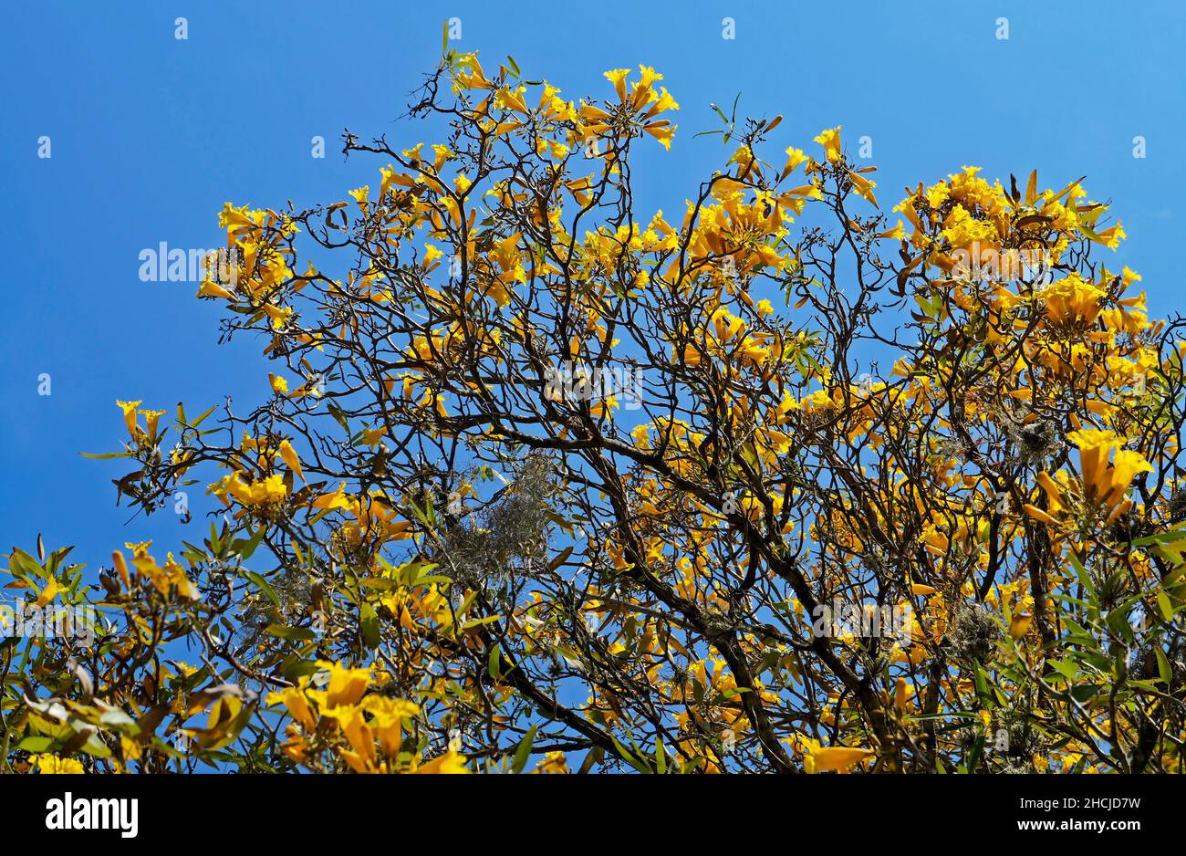 Golden trumpet tree flowers or Yellow ipe tree flowers (Handroanthus
