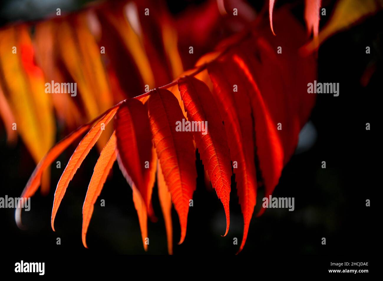Macro shot of red sumac leaves in the fall against a dark blurry background Stock Photo