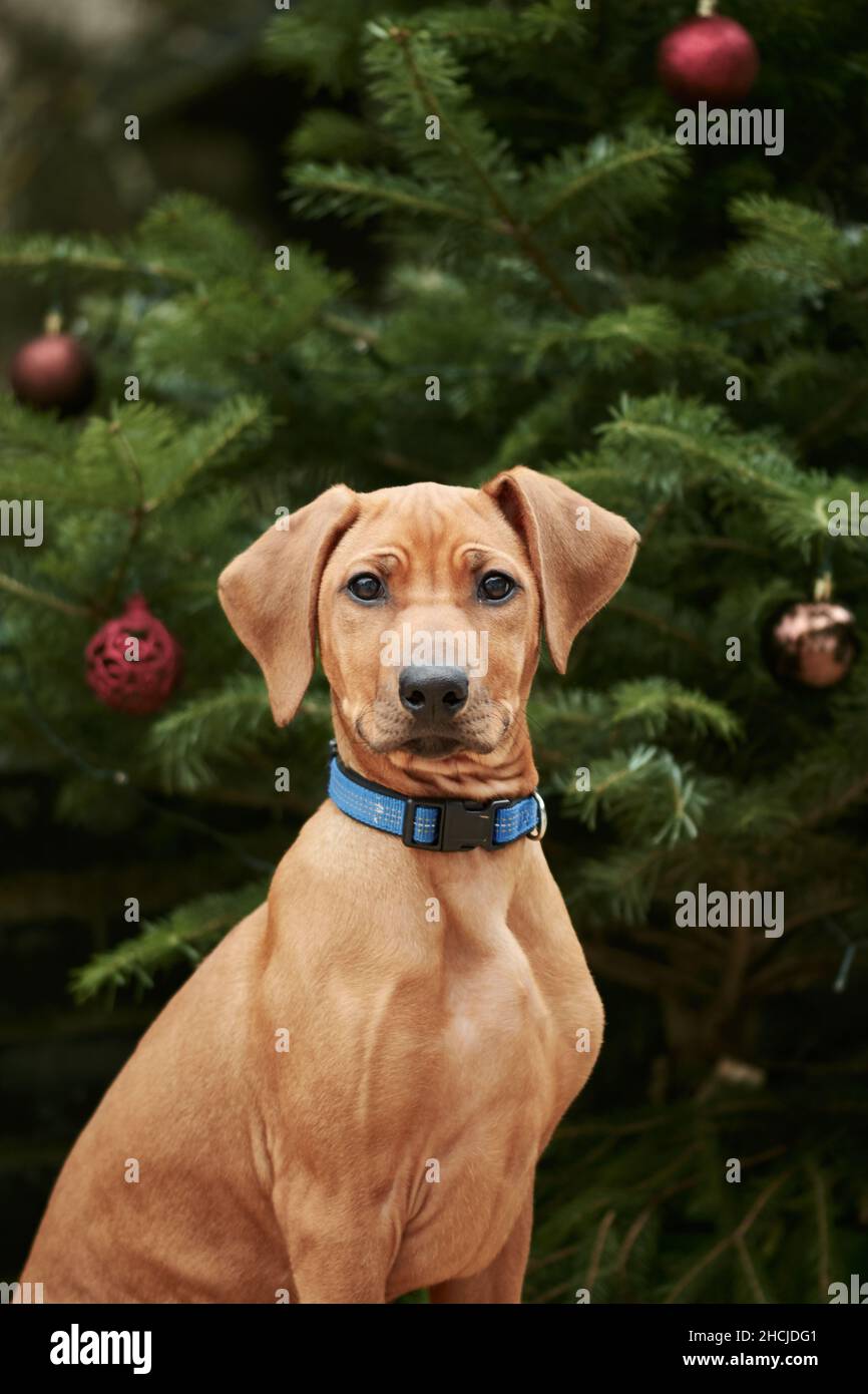 Rhodesian Ridgeback dog puppy sits in front of christmas tree with red baubles. Stock Photo
