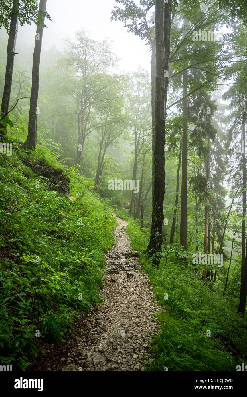Hiking trail in the foggy forest, Pinzgau, Unken, Salzburger Land, Austria Stock Photo